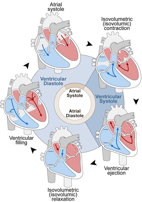 Refractory Phase Cardiac Cycle