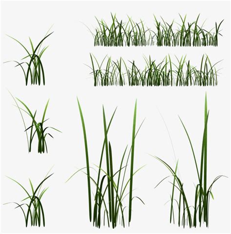 2d Grass Blade Texture - High Grass Texture Transparent PNG Image ...