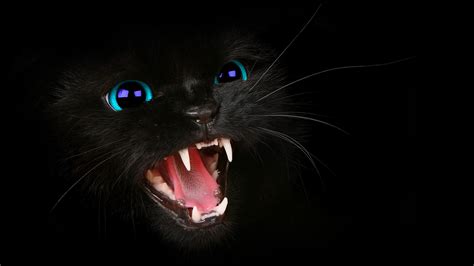 HD Black Cat BLue Eyes WallPaper! by HarriePatemanDesigns on DeviantArt