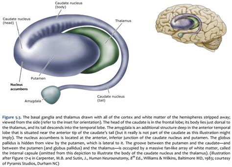 Caudate Nucleus Lateral Ventricle