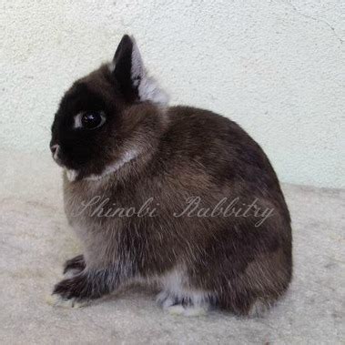 Sable Marten - Colors of the Netherland Dwarf