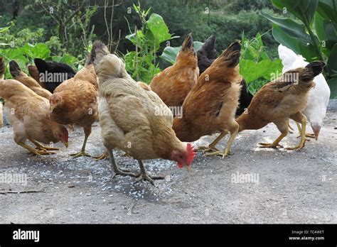 Hillside native chicken Stock Photo - Alamy