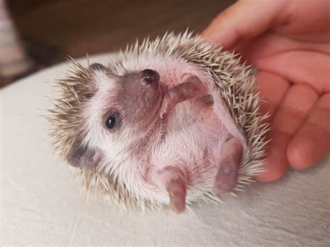 NW England Baby African Pygmy Hedgehogs - Reptile Forums