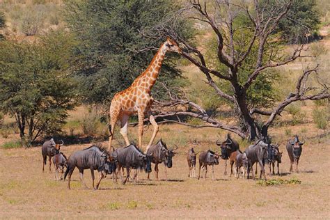 Kalahari Kgalagadi 5 Day Chalet Safari - Safari With Us