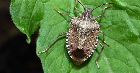 Stink bugs are back: How to get rid of them, what you need to know