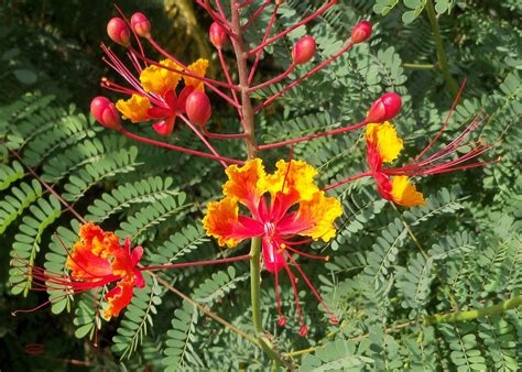 MY LIVING LENS: PRIDE OF BARBADOS