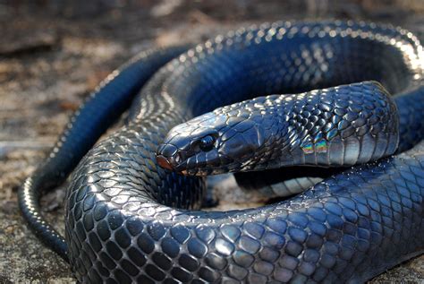 Genetic Connectivity of Florida’s Indigo Snake Populations - The ...