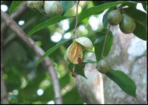 Seed of aquilaria | Gaharu 沉香 Agarwood