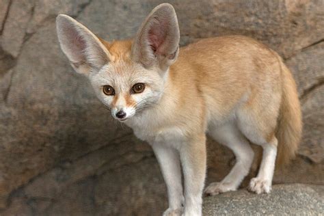 Fennec Fox | San Diego Zoo Animals & Plants