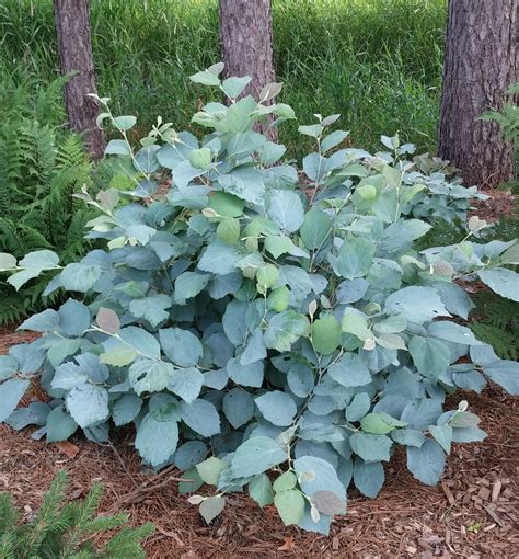 Blue Shadow Fothergilla | Natorp's Online Plant Store