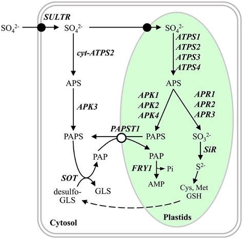 Metabolic pathway of sulfur assimilation in Arabidopsis. The ...