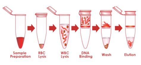 Biotechnology Workshop - Blood DNA Extraction and PCR - Plantzania Sdn Bhd