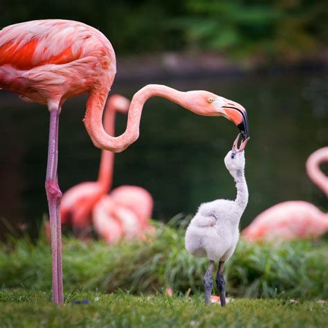 Why Are Flamingos Pink and What Does It Have to Do With Shrimp? - Wild ...