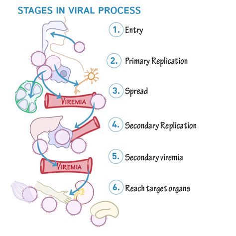 Immunology/Microbiology Glossary: Viral Pathogenesis | Draw It to Know It