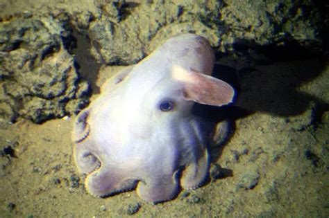 Dumbo Octopus Facts | Anatomy, Diet, Habitat, Behavior - Animals Time