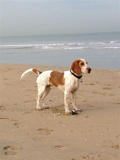 beagle x engelse cocker spaniel mix | Dieren, Honden