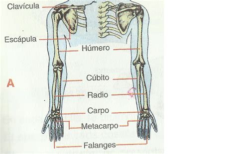 LUIS GILBER 2015-2024: COLUMNA VERTEBRAL Y HUESOS DE LAS EXTREMIDADES ...