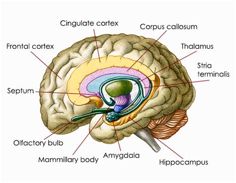 Awesome Information About the Location and Functions of the Amygdala