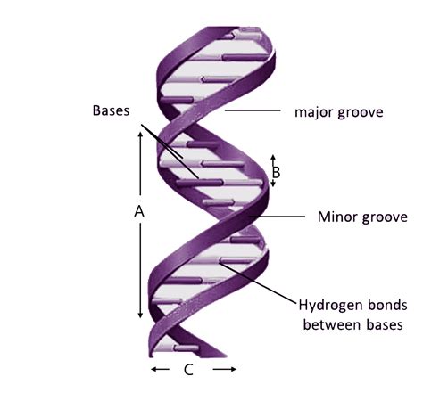 Dna Double Helix Structure Diagram