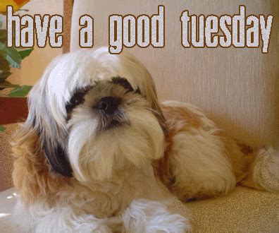 Tuesday Dog Quotes. QuotesGram