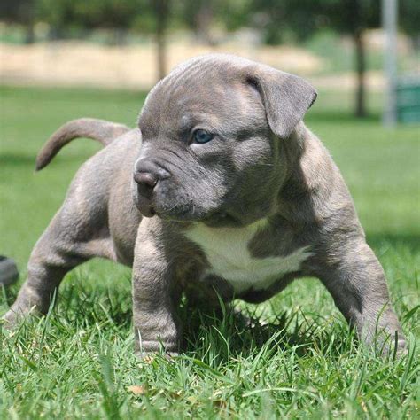 Blue Nose Pit Bull Puppies, Blue Nose Puppy Pictures