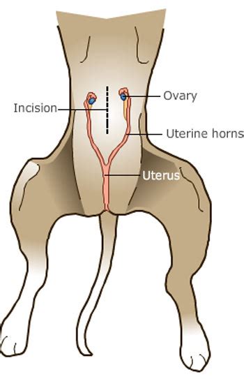 Spaying Martensville | Spaying A Dog SK | Spaying A Cat S0K 2T0 ...