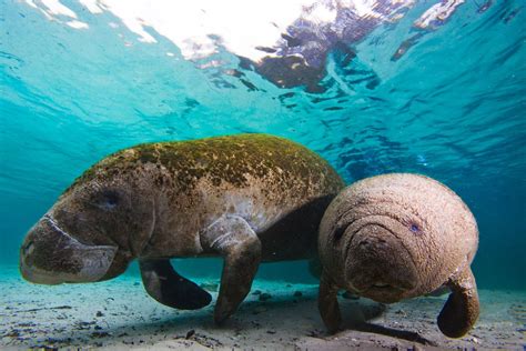 Manatees in 3 Sisters Springs, Florida - National Geographic ...