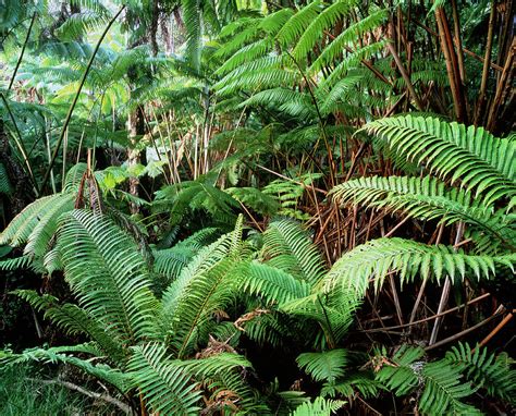 Tree Ferns In Tropical Rainforest Photograph by Simon Fraser/science ...