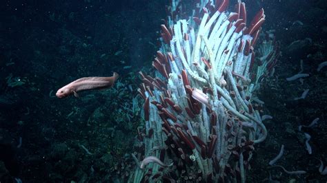 Under Hydrothermal Vents, Animal Life Is Discovered for First Time ...