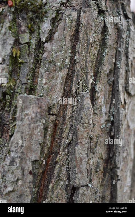 Pear tree bark vertical Stock Photo - Alamy