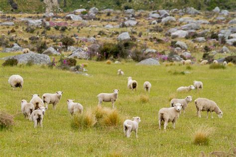 New Zealand Part I: Caves, cows, sheep and mountain biking | DC Rainmaker