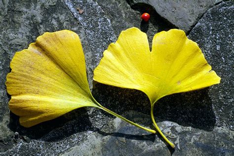 Maidenhair Tree Leaves (ginkgo Biloba) Photograph by Dr Keith Wheeler