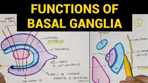 Basal Ganglia - 3 | Functions of Basal Ganglia - YouTube