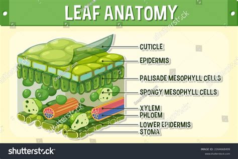 Internal Structure Leaf Diagram Illustration Stock Vector (Royalty Free ...