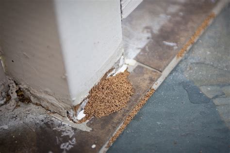 What Are The Signs of a Termite Infestation? - Florida Pest Control