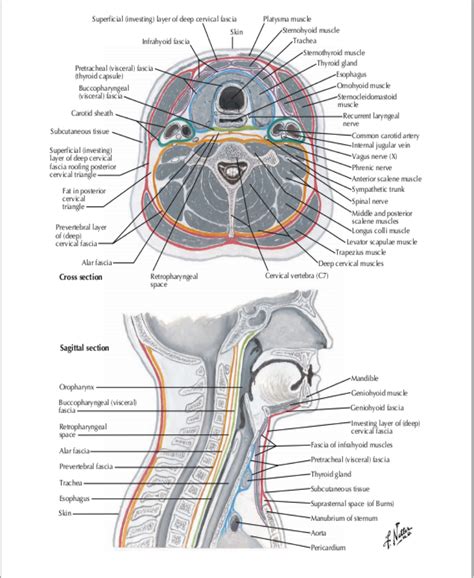 3. Fasciae & spaces of the neck | RANZCRPart1 Wiki | FANDOM powered by ...