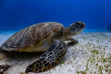 Green Sea Turtle Facts - CRITTERFACTS