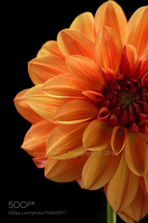 Burnt Orange Dahlia by AlysonFennellPhotography #nature #photooftheday ...