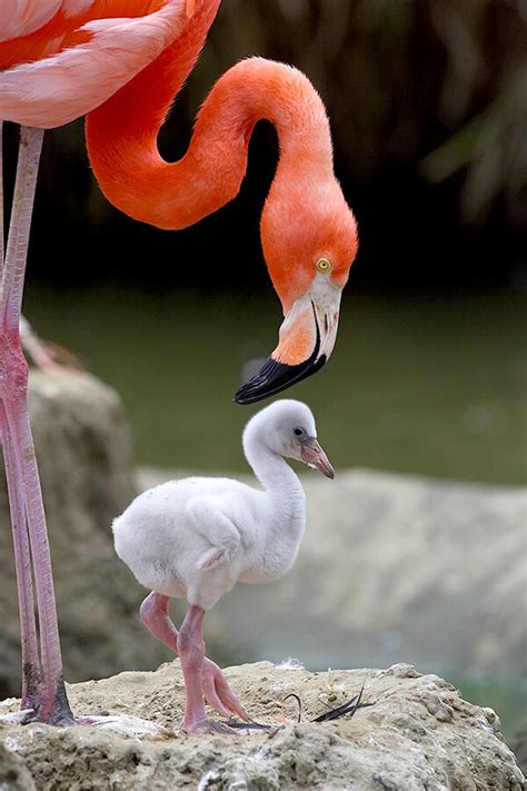 Flamingo | San Diego Zoo Animals & Plants