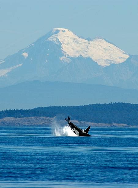 30+ Orcas San Juan Island Washington Stock Photos, Pictures & Royalty ...