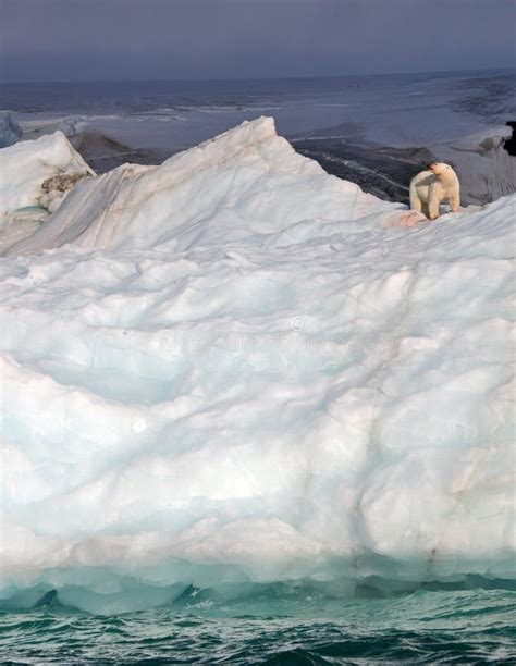 Polar bear on iceberg stock photo. Image of cold, nature - 63550564