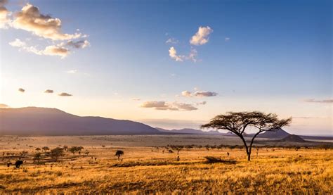 How to Plan a Safari in East Africa in 2024