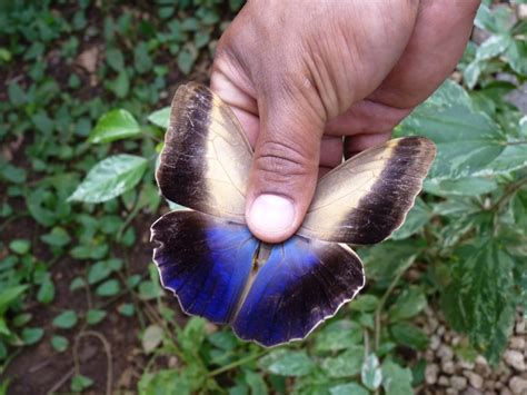 What is Blue Morpho Butterfly? | MyEnglishGuide.com