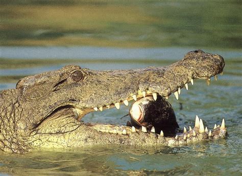 Nile Crocodile | The Biggest Animals Kingdom