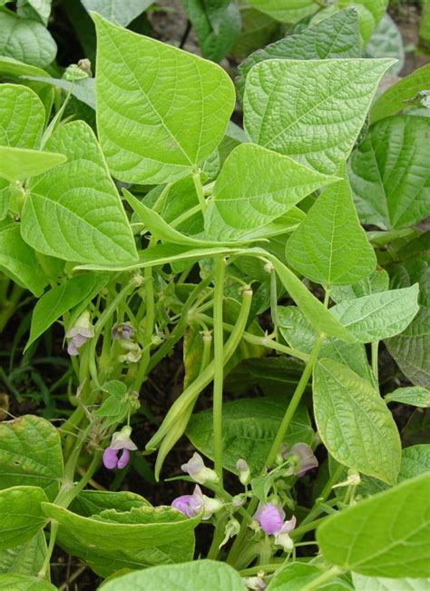 harvest Archives - School Garden Weekly | School Garden Weekly