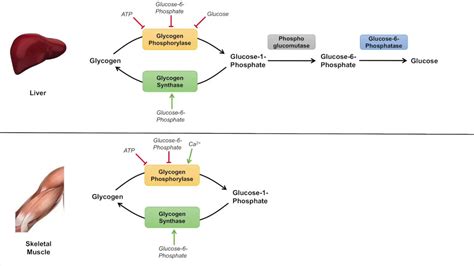 Glycogen Metabolism | Glycogenolysis | Pathway, Enzymes and Regulation ...