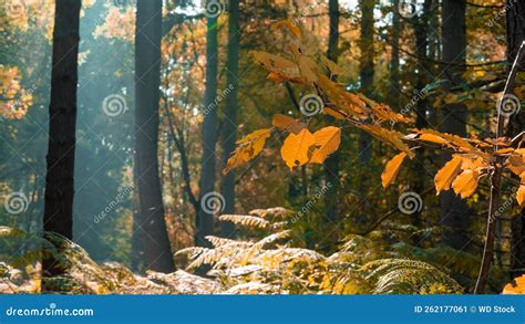 Sun rays in the forest stock image. Image of golden - 262177061