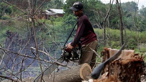 Dampak Dari Penebangan Hutan Secara Liar Adalah - Homecare24