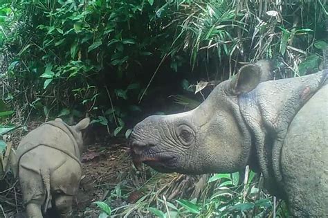 Two Endangered Javan Rhino Calves Spotted In Indonesian Park | QNewsHub