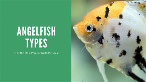 Angelfish Types - 15 Best (With Pictures) - AquariumStoreDepot